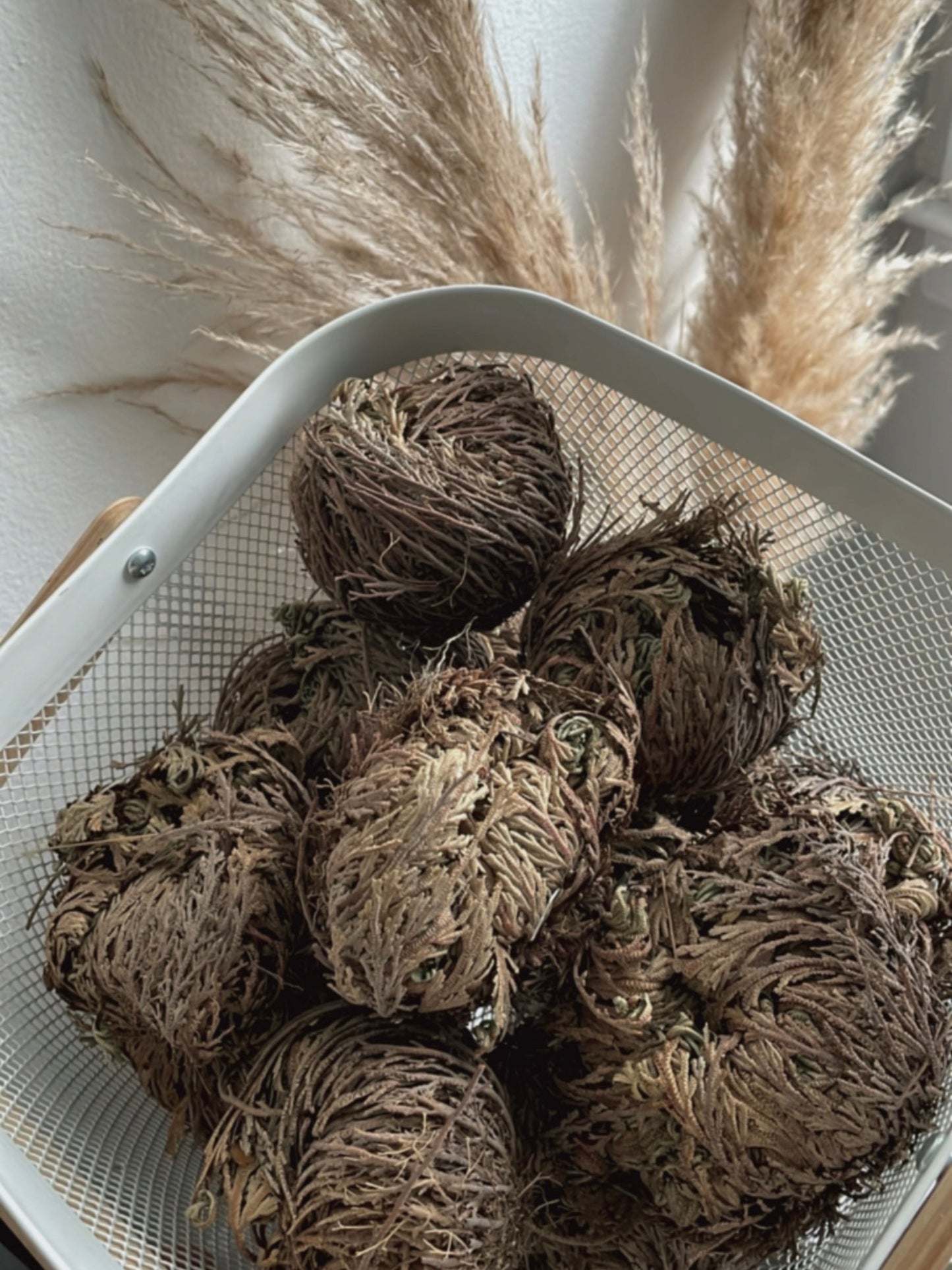 Rose of Jericho Plant