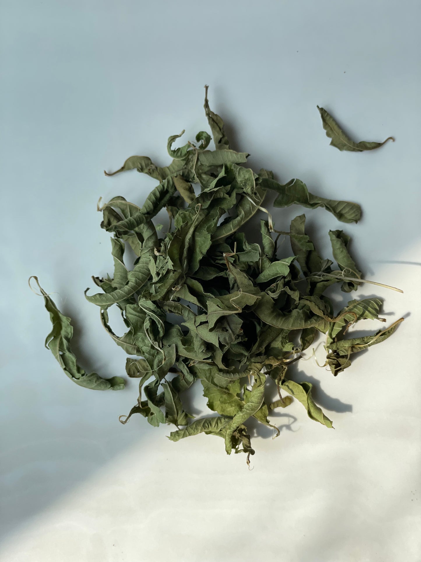 Lemon Verbena