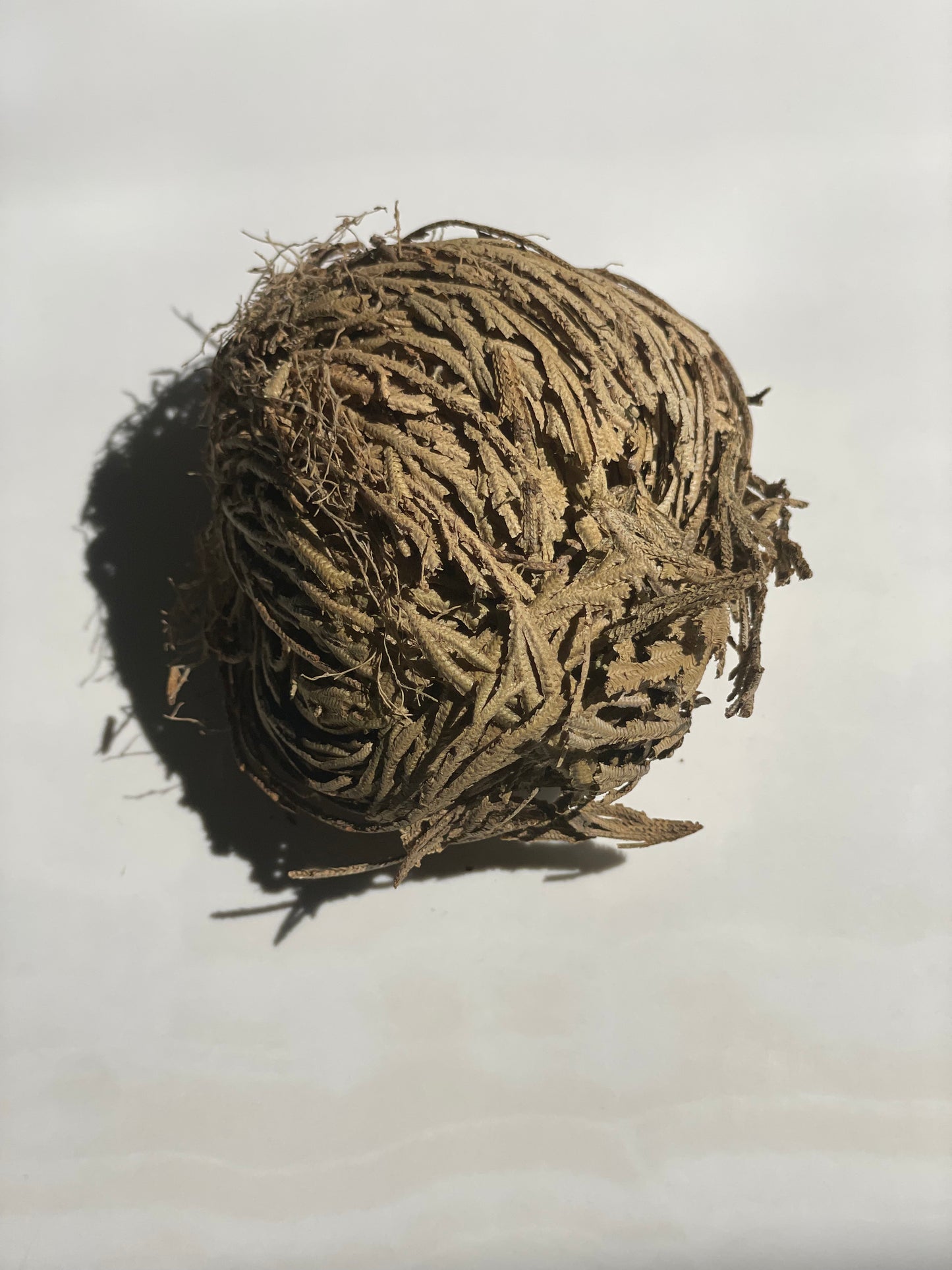 Rose of Jericho Plant