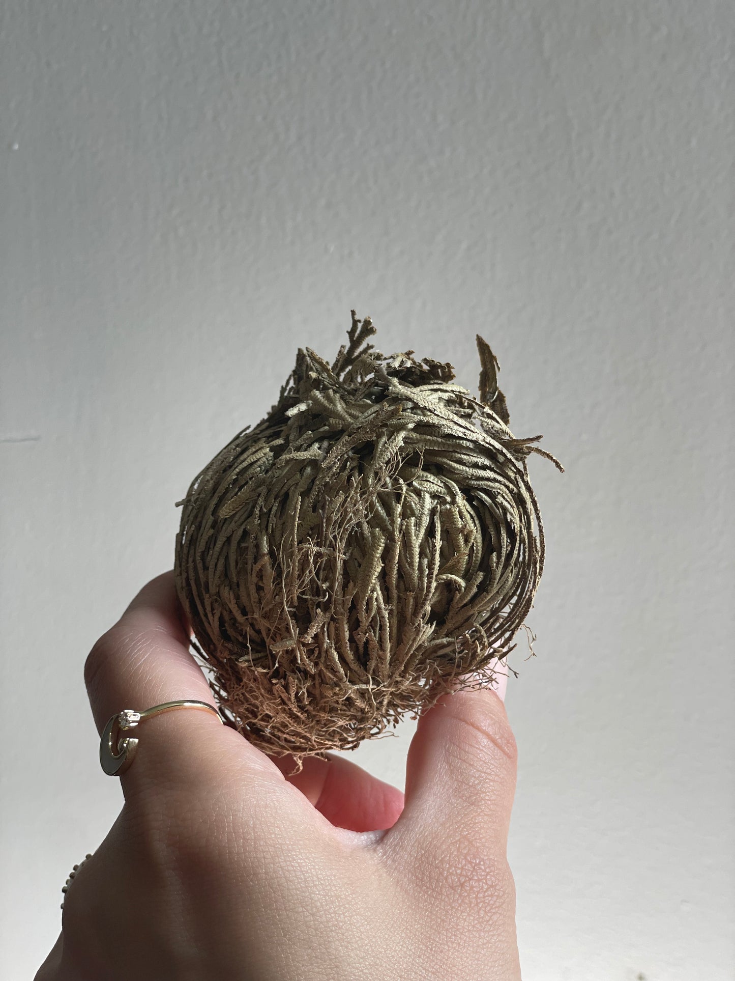 Rose of Jericho Plant