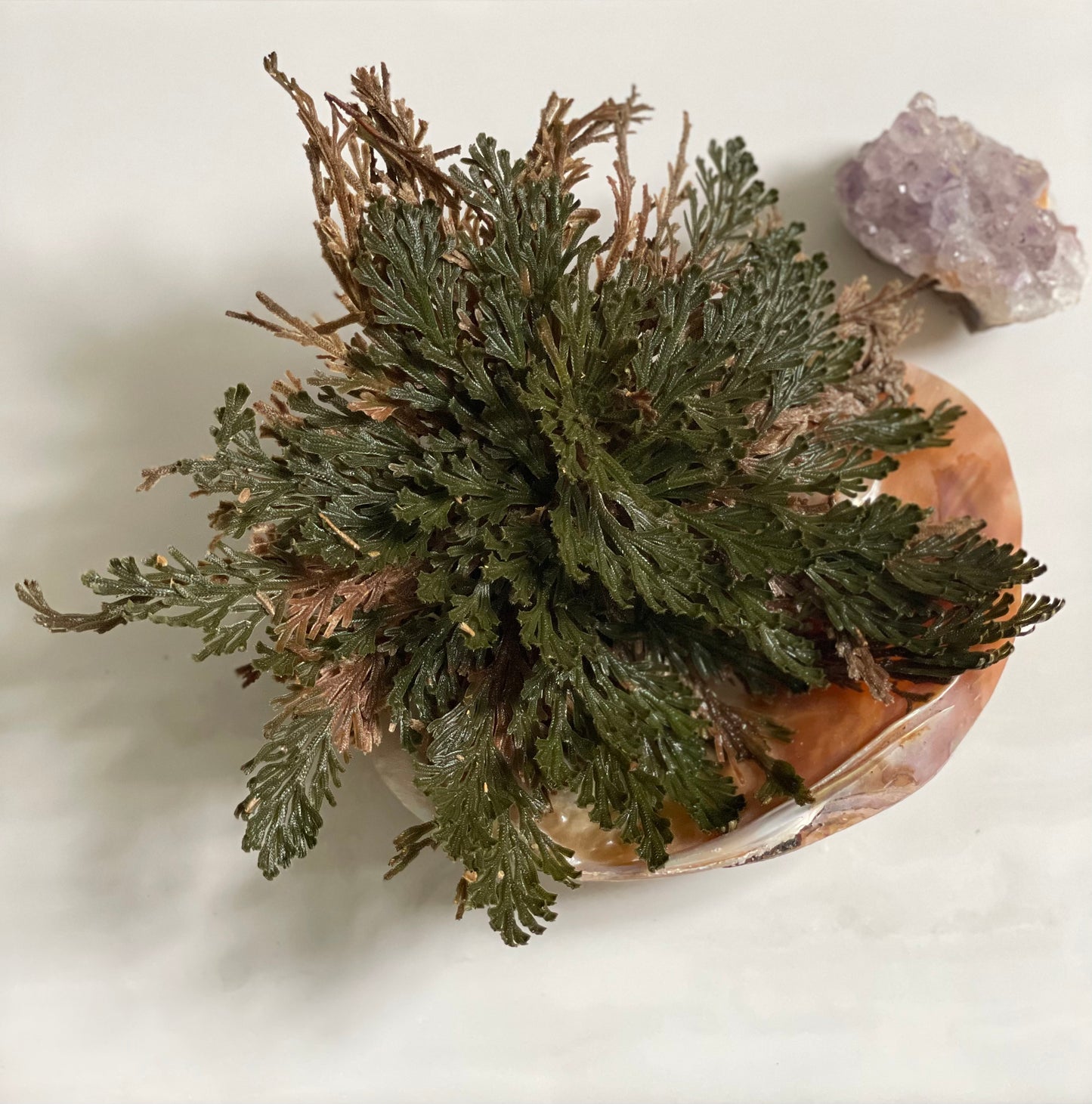 Rose of Jericho Plant