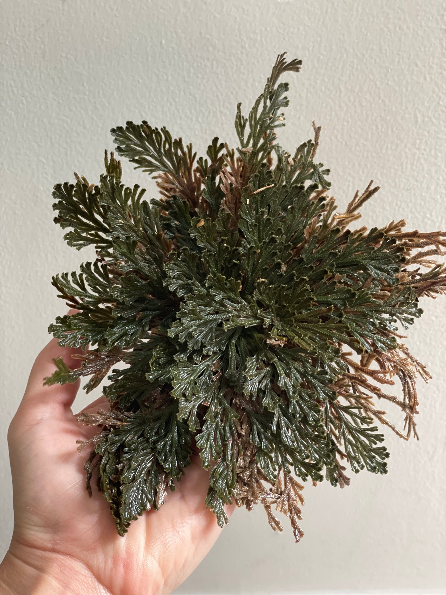 Rose of Jericho Plant